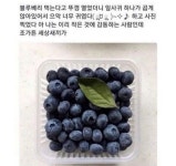 블루베리에 잎사귀 너무 귀엽다