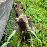레딧 의정부에서 너구리 새끼들을 발견