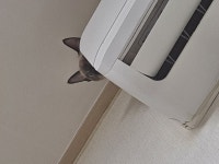 에어콘 위에서 누군가 냐옹 하면서 나를 감시하고 있어