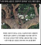 무장한 고양이jpg