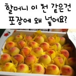 천도 복숭아의 비밀