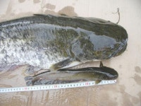 개구리 왕눈이 흑막 메기 수호신