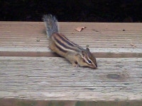 예전에 갔던 전주 손가네 바지락 손칼국수 | 음식 갤러리 예전에 갔던 전주 손가네 바지락 손칼국수 | 음식 갤러리 | 루리웹