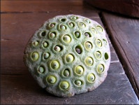 환공포증2 극혐주의