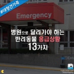 병원으로 달려가야 하는 반려동물 응급상황 13가지