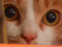 고양이 분양 글 이에요