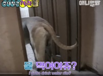 동물농장 유튜브가 해외에서 잘나가는 이유가