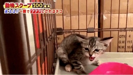 아기껄룩의 하악질.gif | 유머 게시판 | RULIWEB 아기껄룩의 하악질.gif | 유머 게시판 | 루리웹