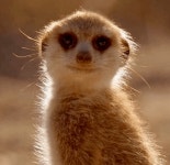 삼성은 또 속앗습니다