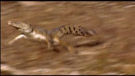 악어가 육지에서 달리는 짤 gif