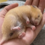 자다가 부르르떠는 골든 햄스터gif