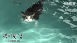 동물 농장에 출연했던 특이한 고양이