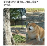 마 주인아 니 산책 중독이다 