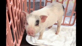 정육점 살아있는 돼지 홍보용 논란jpg