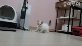 아랫글 렉돌 아기 물냥이 이번엔 하찮은 점프gif