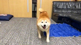 댕댕아 선물 줄테니간 진정해 | 유머 게시판 댕댕아 선물 줄테니간 진정해 | 유머 게시판 | 루리웹