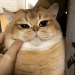 고양이 볼살 만지기gif