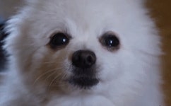 자꾸 간식땡길때는 껌만한게 없더라 | 유머 게시판 | RULIWEB 자꾸 간식땡길때는 껌만한게 없더라 | 유머 게시판 | 루리웹