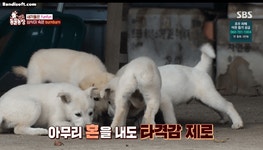 동물농장 삼식이와 불청객 뻔순이