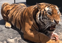 조선시대에 기록된 괴력녀 사건