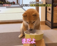 기다려 기다려 기다려 시바 기다려 시바 기다려