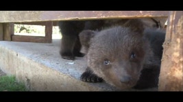 외국에서 왜 아기 곰 인형이 인기많은 지에 대한 이유