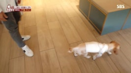 결국 80대 할머님을 울게 만든 동물농장 제작진들jpgif