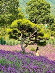 양산 라벤더가 핀 카페부산 일광 해수욕장