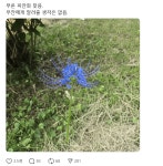 귀멸 와 무잔이 찾던 푸른 피안화 여기있었네요