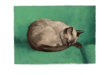 남의집 고양이 보고 가이소