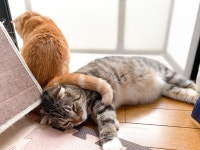 고양이 부부의 일상jpg