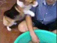 굴 무침 만드는거 도와주는 멍뭉이gif