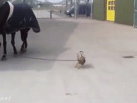 말을 유도하는 강아지gif