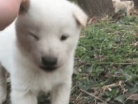스압시고르브 자브종gif