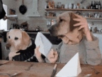 오...빠... 밥줘... | 유머 게시판 오...빠... 밥줘... | 유머 게시판 | 루리웹