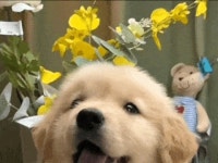 새끼 댕댕이의 하루 일과 | 유머 게시판 새끼 댕댕이의 하루 일과 | 유머 게시판 | 루리웹