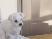 고양이 점프 흉내내는 강아지