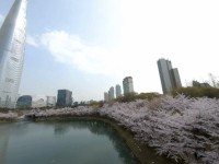 개화가 늦어진 호수벚꽃축제 ㅣ 잠실 석촌호수 벚꽃축제 기간 (3/27~3... 잠실 석촌호수 벚꽃축제 기간 (3/27~3/31) | 여행 행사 풍경 사진 갤러리... 