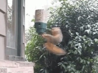 빙~빙~ 돌아가는 다람G님처럼 | 유머 게시판 빙~빙~ 돌아가는 다람G님처럼 | 유머 게시판 | 루리웹