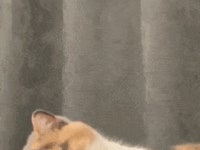 고양이 세수