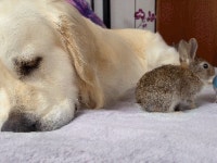 멍멍 푹푹 삐약삐약