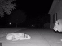 사자가 개 공격해서 물어뜯는 움짤