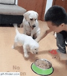 댕댕이의 새끼사랑.gif | (백업)유머 게시판(2018-2020) 댕댕이의 새끼사랑.gif | (백업)유머 게시판(2018-2020) | 루리웹