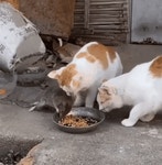 이거 쥐새끼 아니냥gif