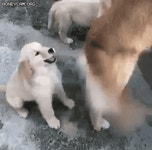 GIF) 폭풍 싸대기 | (백업)유머 게시판(2020-2021) GIF) 폭풍 싸대기 | (백업)유머 게시판(2020-2021) | 루리웹