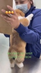 수의사를 처음 만난 코기.gif | 유머 게시판 수의사를 처음 만난 코기.gif | 유머 게시판 | 루리웹