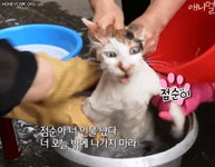 빨래당하던 고양이 점순이 후기jpg