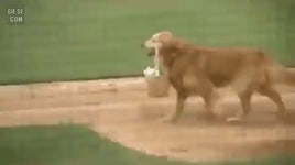 야구장 물챙겨주는 개 | 유머 게시판 야구장 물챙겨주는 개 | 유머 게시판 | 루리웹