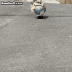 털뭉치 2마리 ㅋㅋㅋㅋㅋ