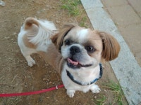 유기견센터에서 데려온 우리 집 새가족 | 반려동물 갤러리 유기견센터에서 데려온 우리 집 새가족 | 반려동물 갤러리 | 루리웹